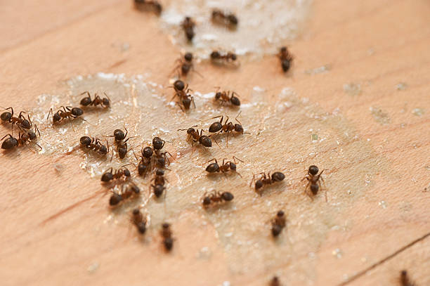 Insect Control in Lemont, PA