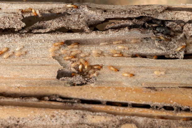 Best Pest Prevention Services  in Lemont, PA
