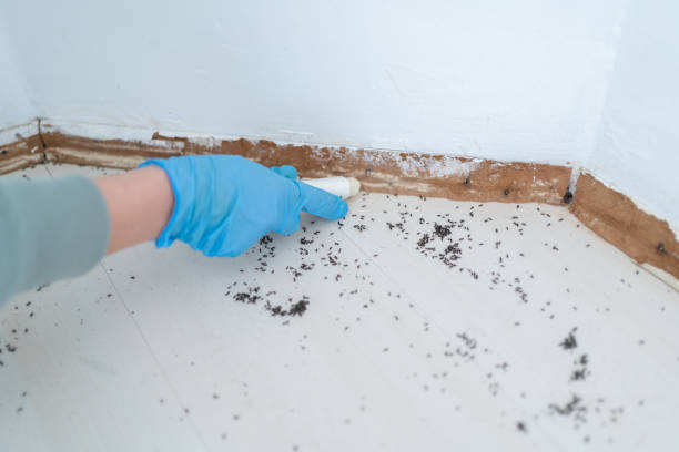 Best Insect Control  in Lemont, PA